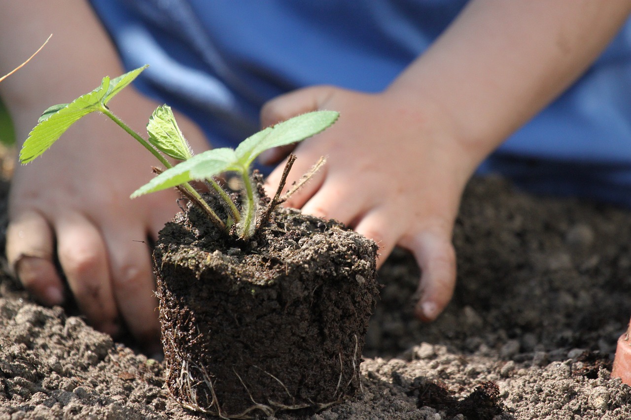 plants, plant, sapling-4960823.jpg